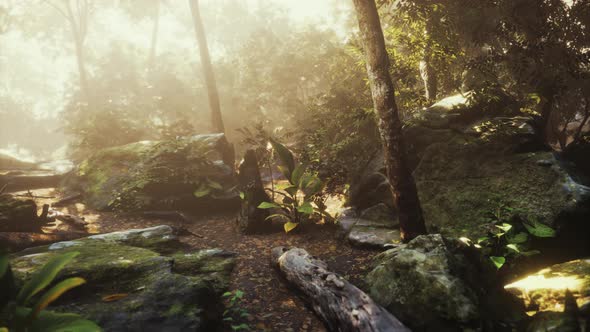 Time Lapse of a Tropical Jungle in the Mountains of Puerto Rico