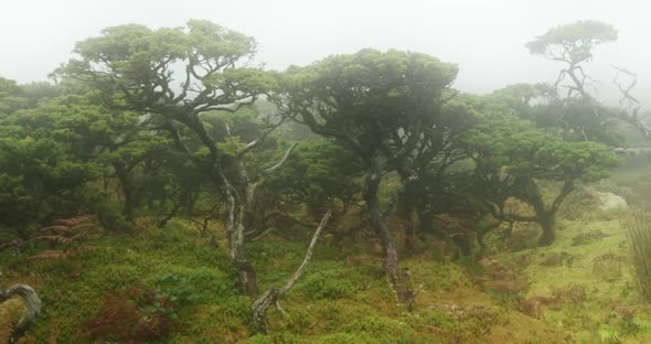 Beautiful Nature of a Remote Island