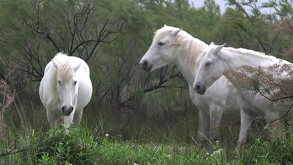 750498 Camargue Horse, Saintes Marie de la Mer in The South of France, Real Time