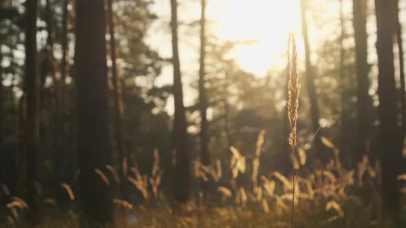 Summer Forest at Sunset