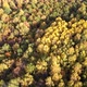 Autumn Forest, Russia, Aerial View - VideoHive Item for Sale