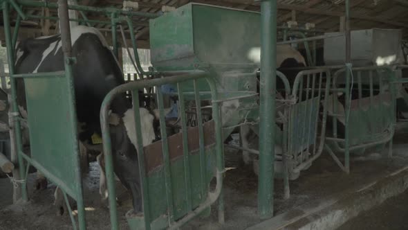 Cow Cows on the Farm. Slow Motion. Agriculture.