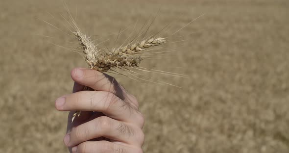 Wheat For Bread