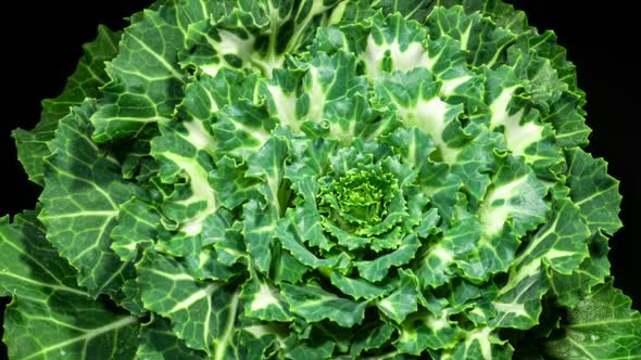 Organic Brassica Plant Rosette Grows in Time Lapse. Decorative Cabbage Moves Green Leaves