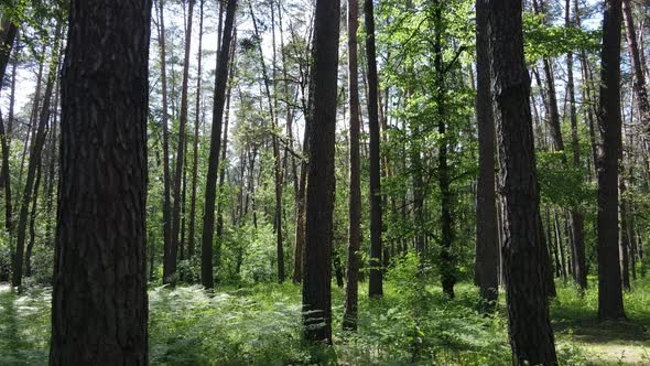 Beautiful Green Forest on a Summer Day Slow Motion