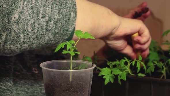 A Female Hand Pours Black Earth Into a Pot of Tomato Seedlings Plants a Plant