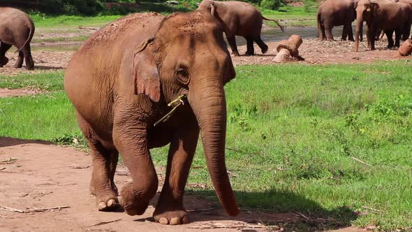 Elephant walking slowly up a path toward the camera.