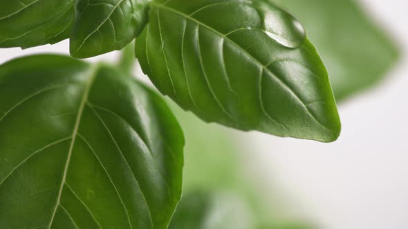 Water droplet coming down from fresh basil leaf. Slow Motion.