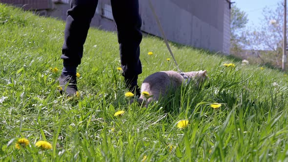 Child Walking a Large Gray Domestic Cat on a Leash Outdoors on Green Grass