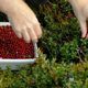 Pick Berries in Forest near by Highway Ambience