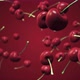 Cherries Rotating and Flying Towards Camera - VideoHive Item for Sale
