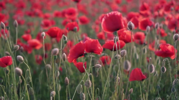 Closeup of Red Poppy Flower in Field at Sunset Slider Shot