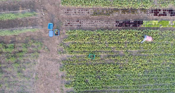 Two farmers working in field near greenhouse 4k