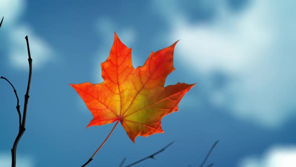 Wind Rips Last Maple Leaf From Branch And Carries It Into Blue Sky