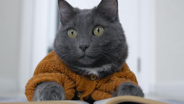 Funny Gray Cat Dressed in a Cardigan Looks Like a Person