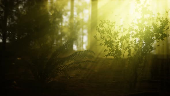 Firefly in Misty Forest with Fog