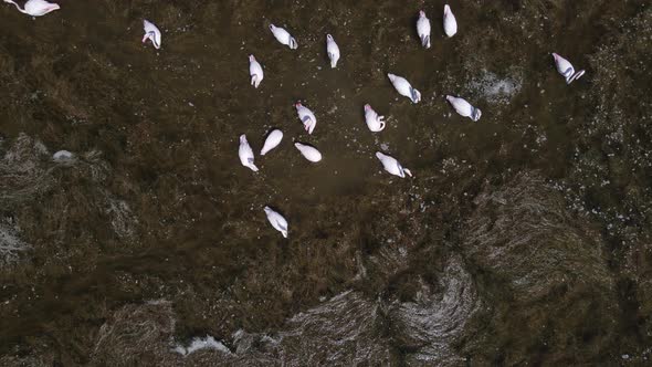 Flamingos Feeding