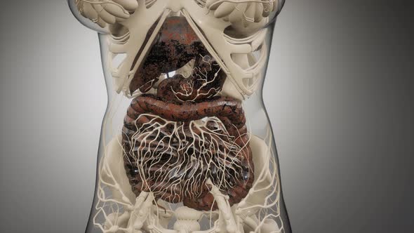 Human Digestive System Parts and Functions alt