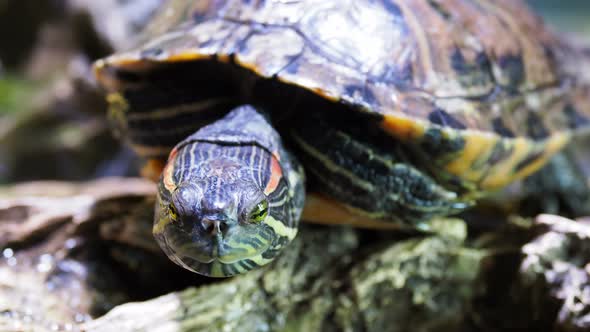 Pond Slider, Trachemys Scripta, Common Medium-sized Semi-aquatic Turtle. Red-eared Turtles.