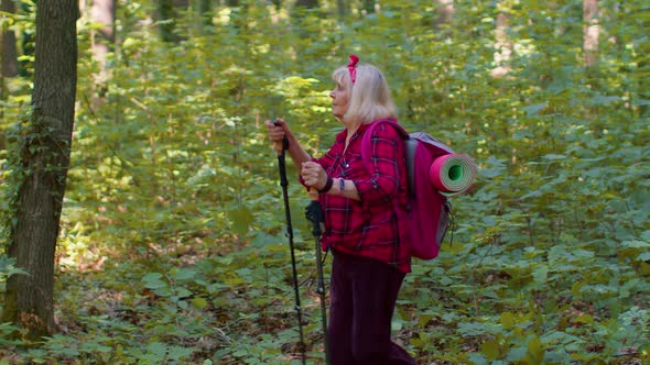 Senior Elderly Tourist Grandmother Training Nordic Walking with Ski Trekking Poles Hiking in Wood