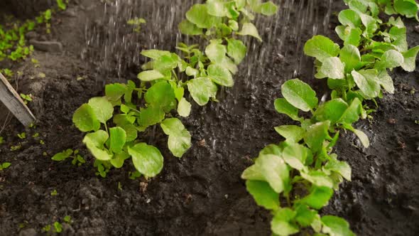 Watering Radishes in the Garden Bed in the Morning