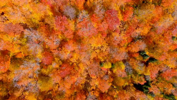 4K camera drone captures stunning autumn foliage colors while turning above tree tops.