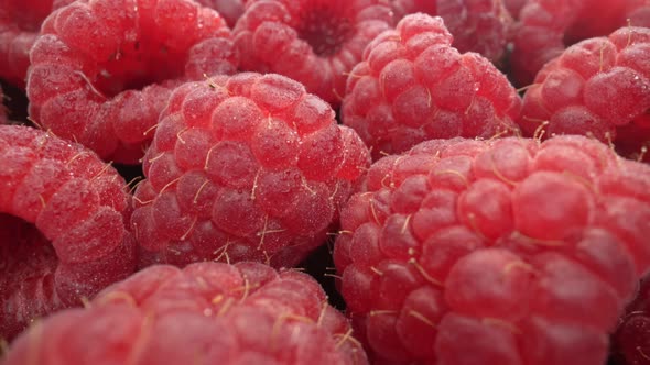 Ripe Fresh Natural Raspberries in Extreme Macro Close Up