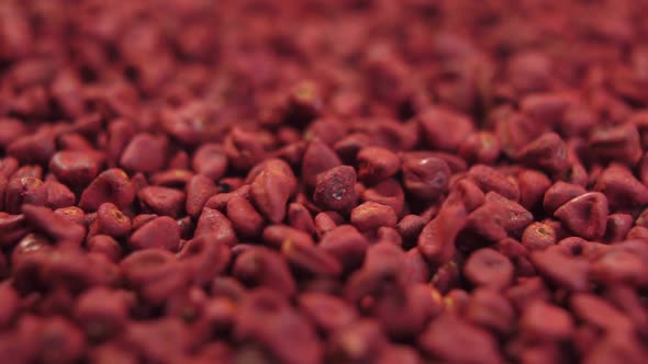 Annatto organic seeds falling in slow motion. Achiote whole grains. Rotation