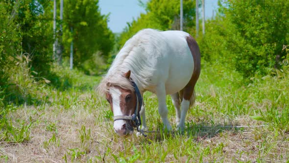 Pony Eats Grass Among Green Bushes