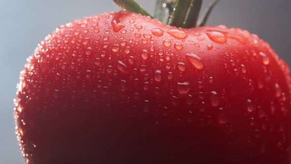 Zoom Out Shot of Ripe Red Tomato in the Kitchen While Cooking