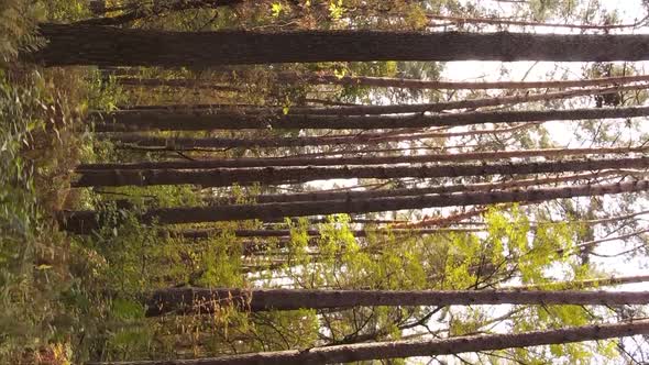 Vertical Video of an Autumn Forest During the Day in Ukraine