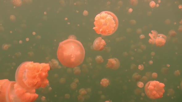 Jellyfishes drifting towards the camera in Jellyfish lake located in Palau Islands