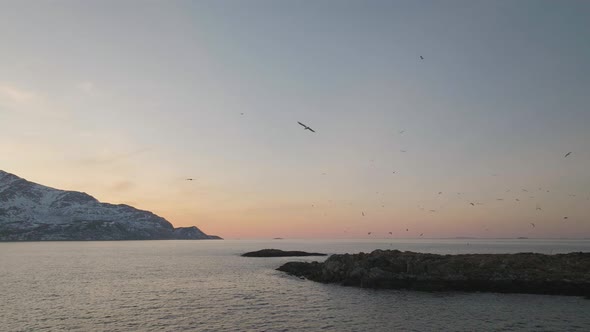 Aerial shows big number of seagulls in vibrant sunset sky, arctic coastline