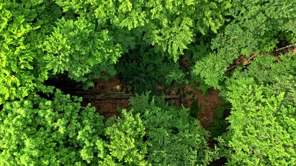 Aerial view of green trees in summer, Poland.