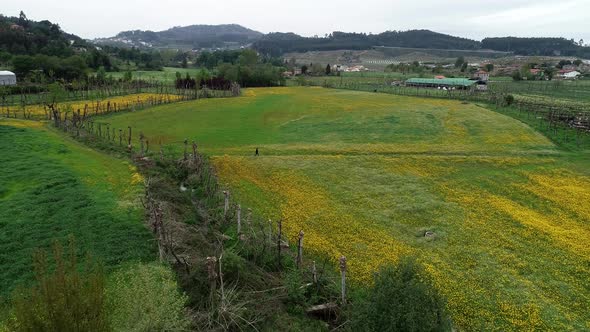 Aerial View of Yellow and Green Farmers Fields in Spring