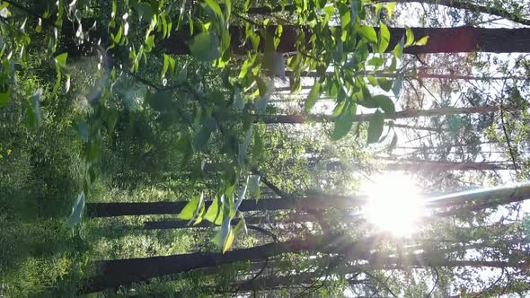 Vertical Video of a Forest with Pine Trees