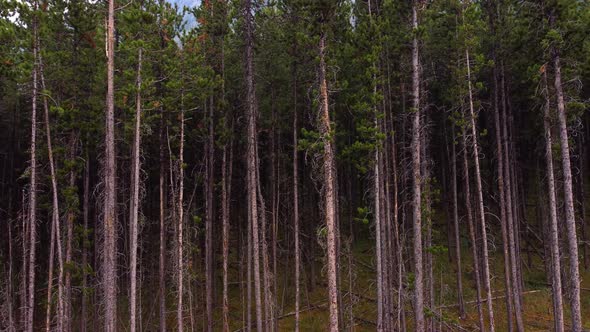 Pine forest dense young trees