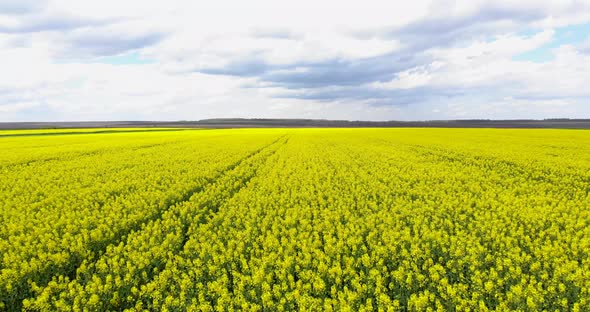 Flying Over Canola Rapeseed Field