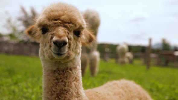 Zoomed in Video of an Alpaca in a Green Field