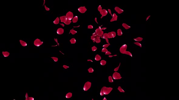 Red Rose Petals Burst alt