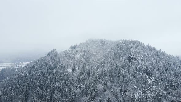 forest from above after a snowstorm with low clouds and nature covered in snow in wintertime