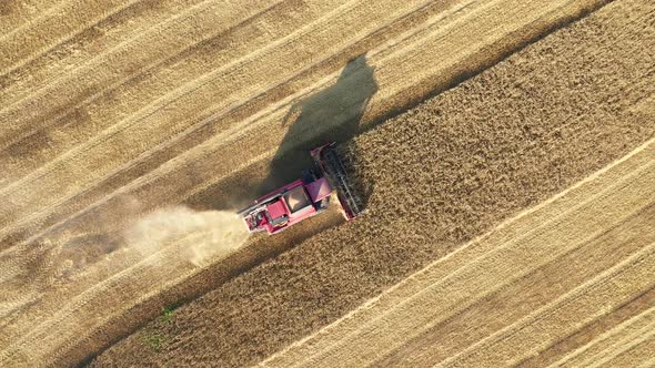 Combine Harvester Gathering Ripe Wheat Grain In Agricultural Field At Summer