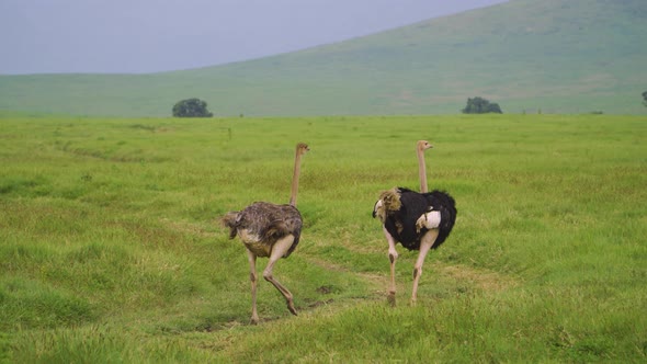 two ostriches are walking on the road of African savanna on a green field of grass against the backd