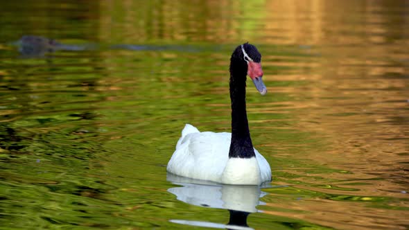 Two adult black-necked swans swimming peacefully on a pond on its natural habitat