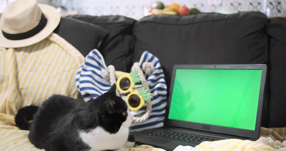 Cat Sits Near Laptop Green Screen on Yellow Beach Cover on Sofa Backdrop of Blue Striped Bag