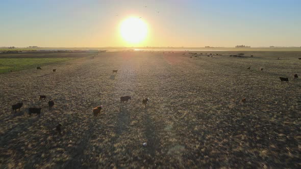 The vast Pampas used for grazing cattle for beef production, South America, aerial