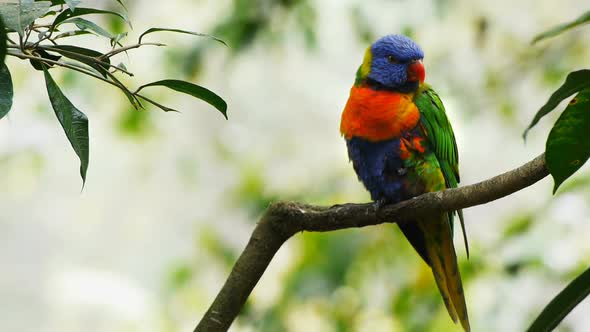 Colorful Australian Parrot