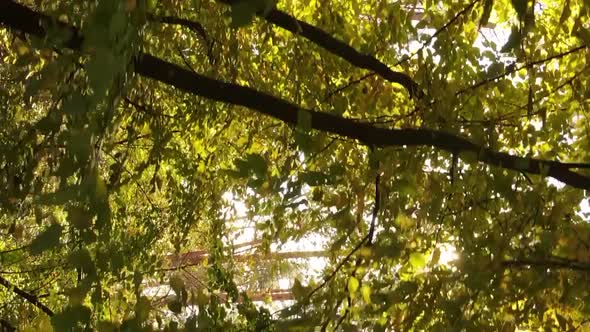 Vertical Video of an Autumn Forest During the Day in Ukraine