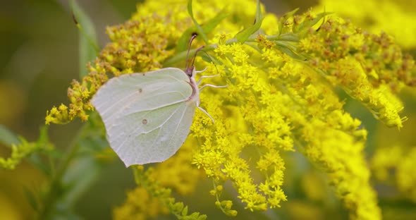 Pieris Brassicae the Large White Butterfly Also Called Cabbage Butterfly