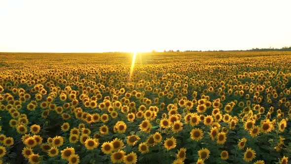 Flying Over Rural Farmers Blooming Sunflower Field On Background Of Sunset